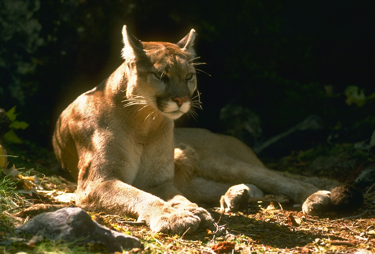 Mountain lion lying propped on its elbows, head and ears up. It is seated on the forest floor; duff and rocks can be seen around its paws.