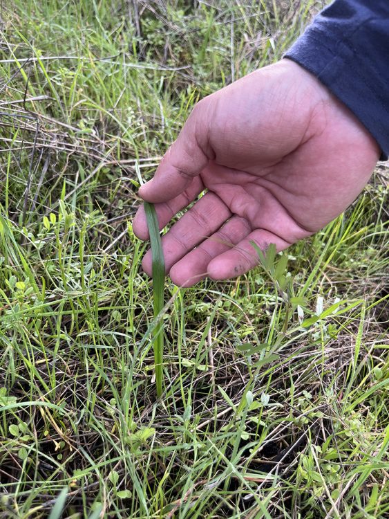 A right hand fingers the long green strap of a geophyte leaf; this blade is wider than the blades of the surrounding grass shoots.