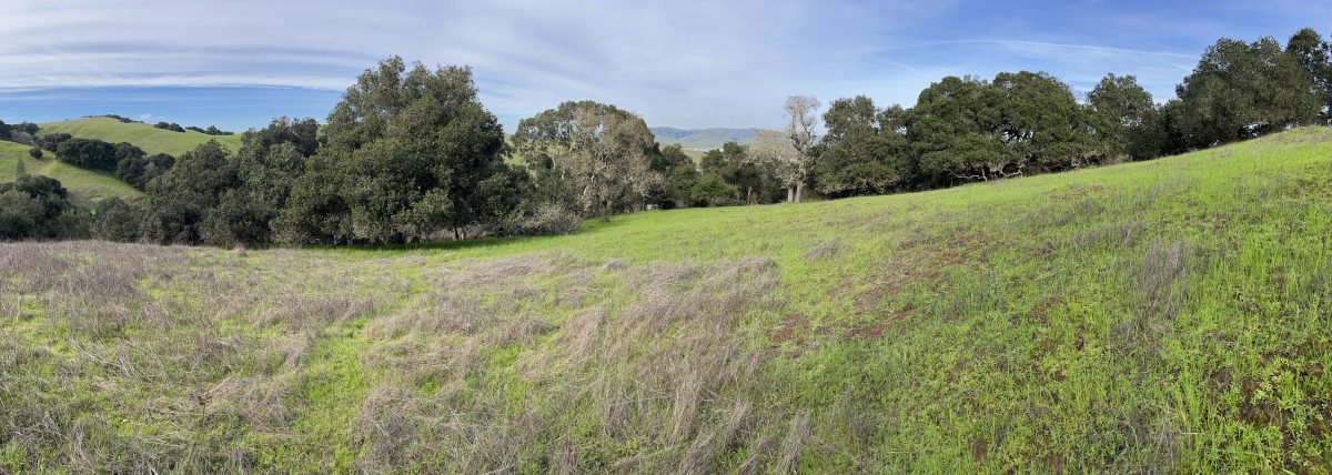 The ridgeline of a gentle slope with big oak trees can be seen in the background; the vegetation in the foreground consists of green grass to the right, and green grass covered in dead, dry thatch to the left.