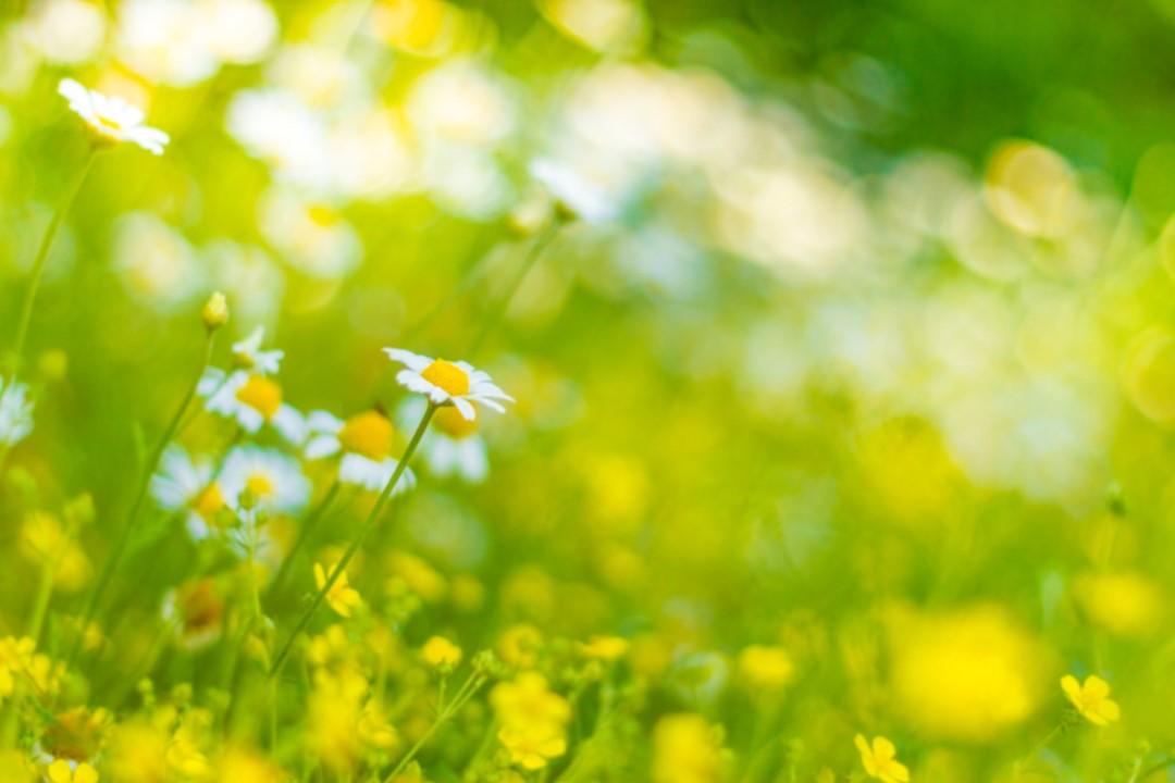 Summer meadow with daisies